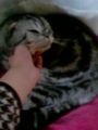 ね ねこじゅ う …