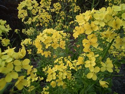 菜の花が満開です。明るいよい気持ち…
