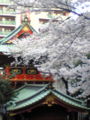 神田明神なう