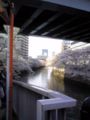 目黒川の桜で〜す。