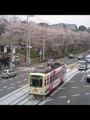 おはようございます、飛鳥山の桜はまだ見頃です♪