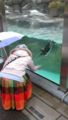 水槽の周りを走り回ると追いかけてくるペンギンでした。みんな遊んで