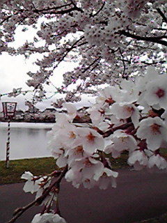 勢至公園。天気は良くないですが満開です。 ♯aKita ♯sakura