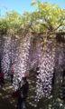 藤の花を観に行ってきました(^o^)／花を観ているのか人を観ているのか(