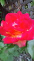 今日ははやくに仕事終わり！写真でクイックカラーの薔薇とかいってみ