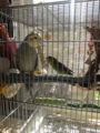 インコ干しなう♪おはようございます〜