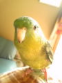 サザナミインコ…久し振りの明るさにフリーズしたはるわ。この体勢で