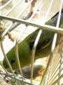 本日もインコ干し 無事終了〜♪あ〜なんか暖かいのを超して暑くなっ