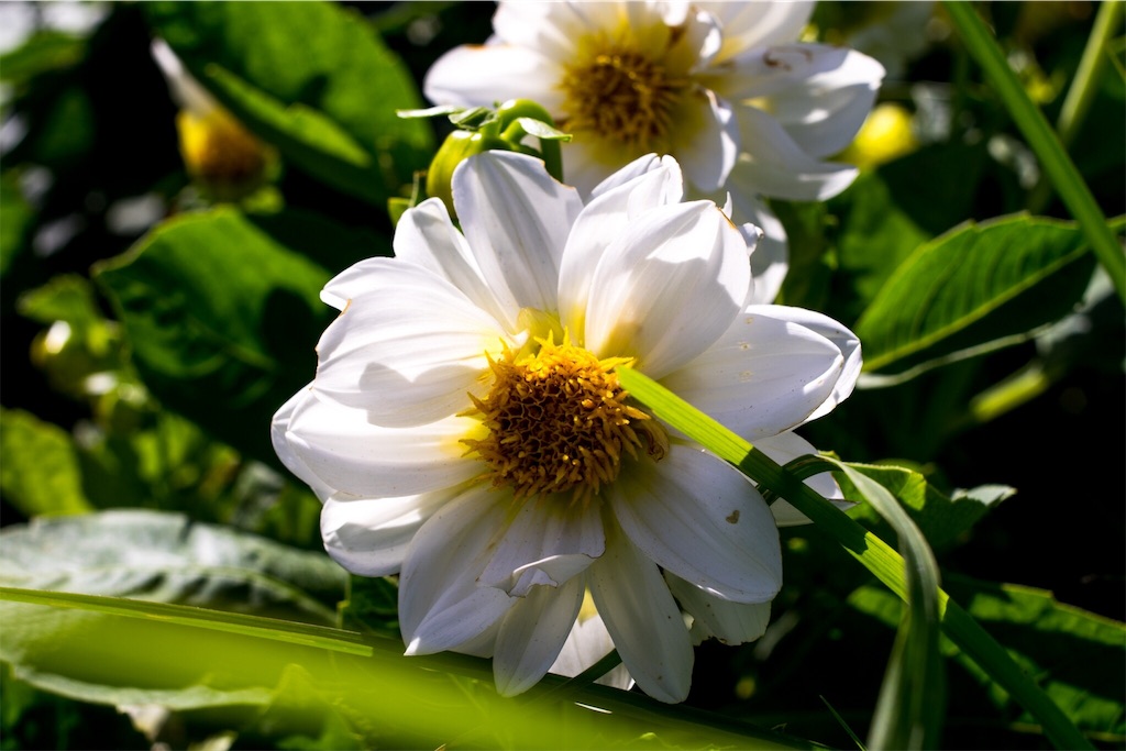 f:id:ty-0904:20190911010938j:image