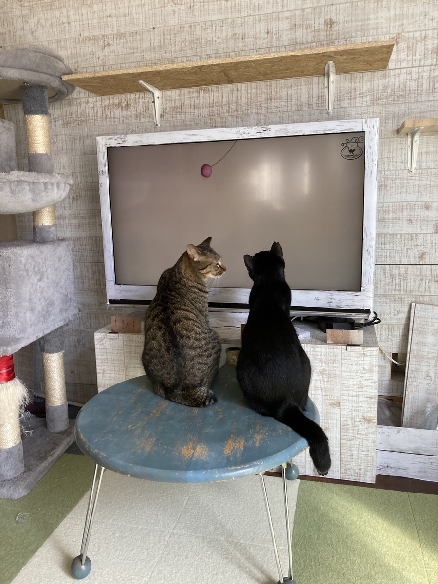 保護猫兄弟