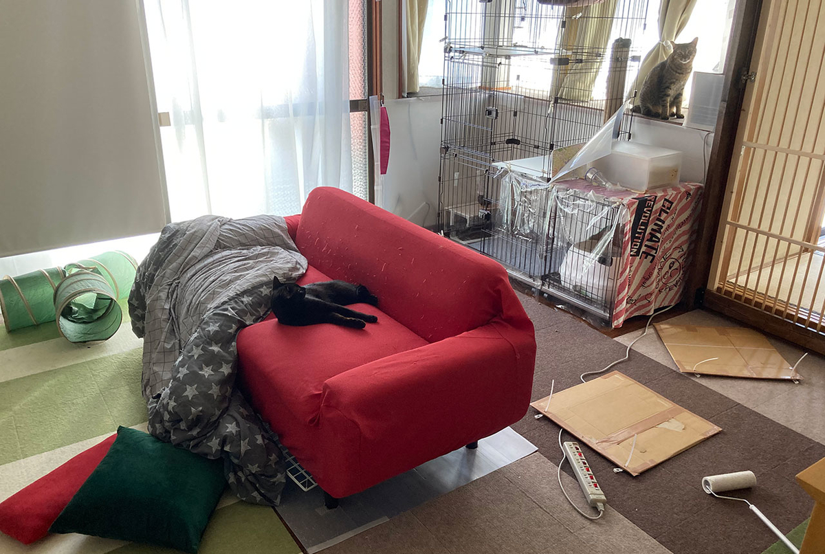 猫が暴れると…