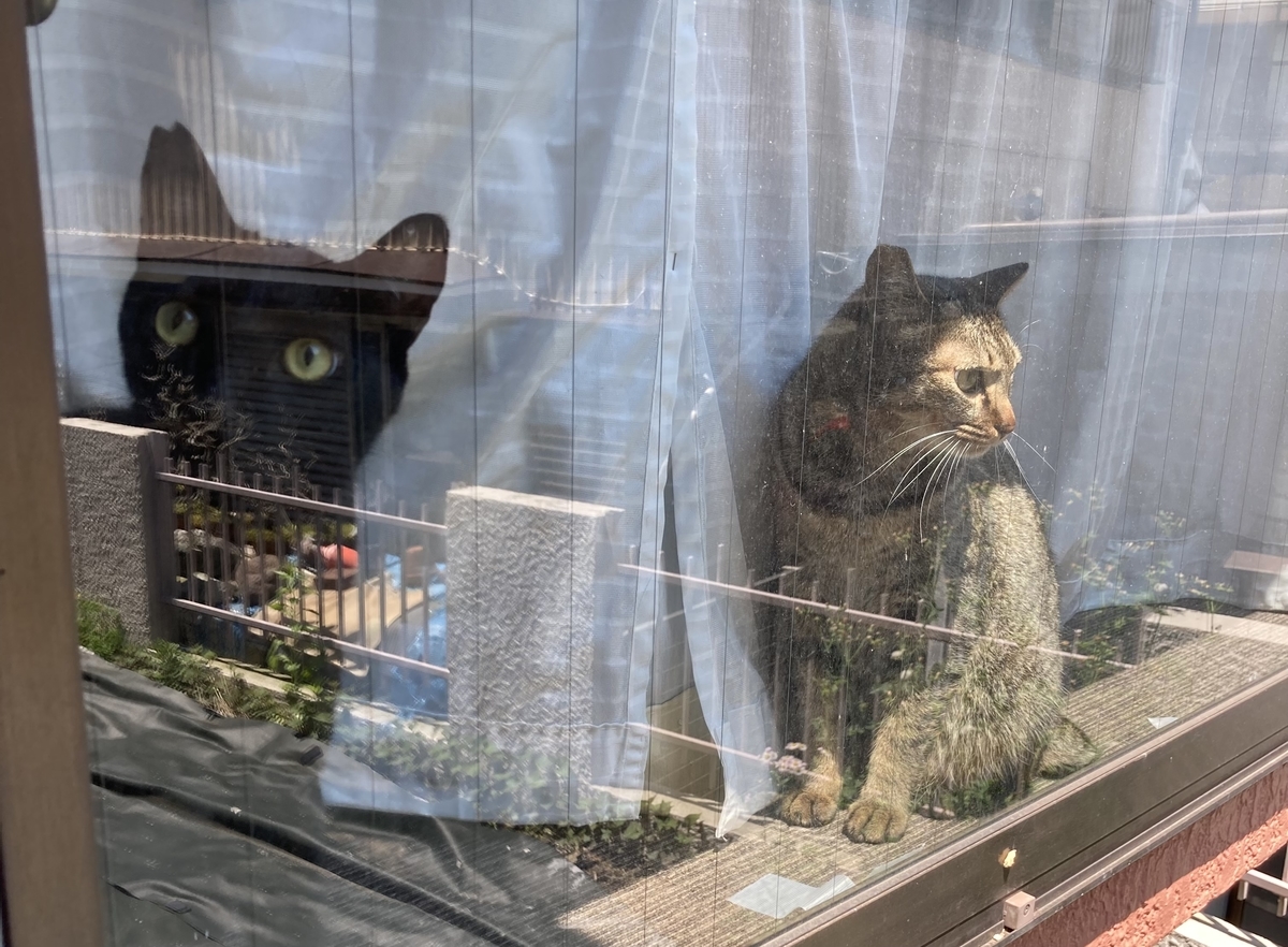 出窓に猫さま