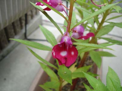 ホウセンカの花の色 Magoの旅と音楽と