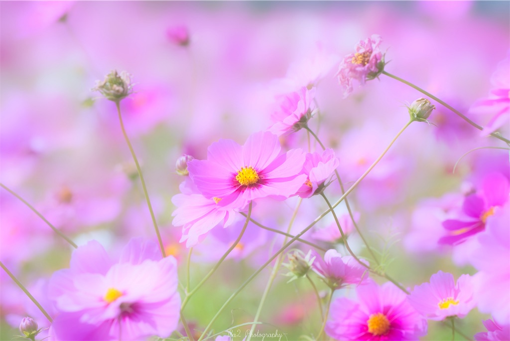 f:id:tyaba4546:20191031232756j:image f:id:tyaba4546:20191031232756j:image