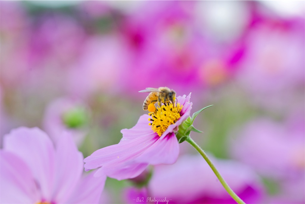 f:id:tyaba4546:20191031232808j:image f:id:tyaba4546:20191031232808j:image