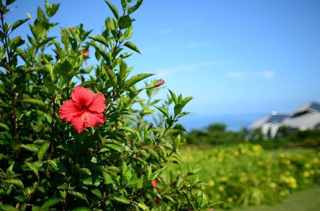 f:id:tyabatea:20180625192711j:plain