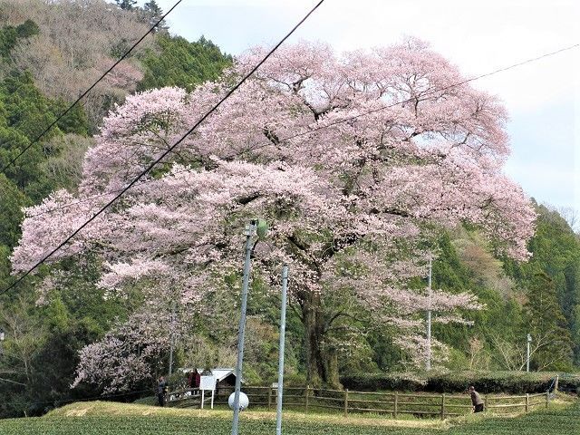 f:id:tyabatea:20190401214612j:plain