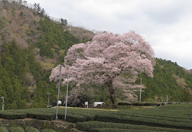 f:id:tyabatea:20190401214904j:plain