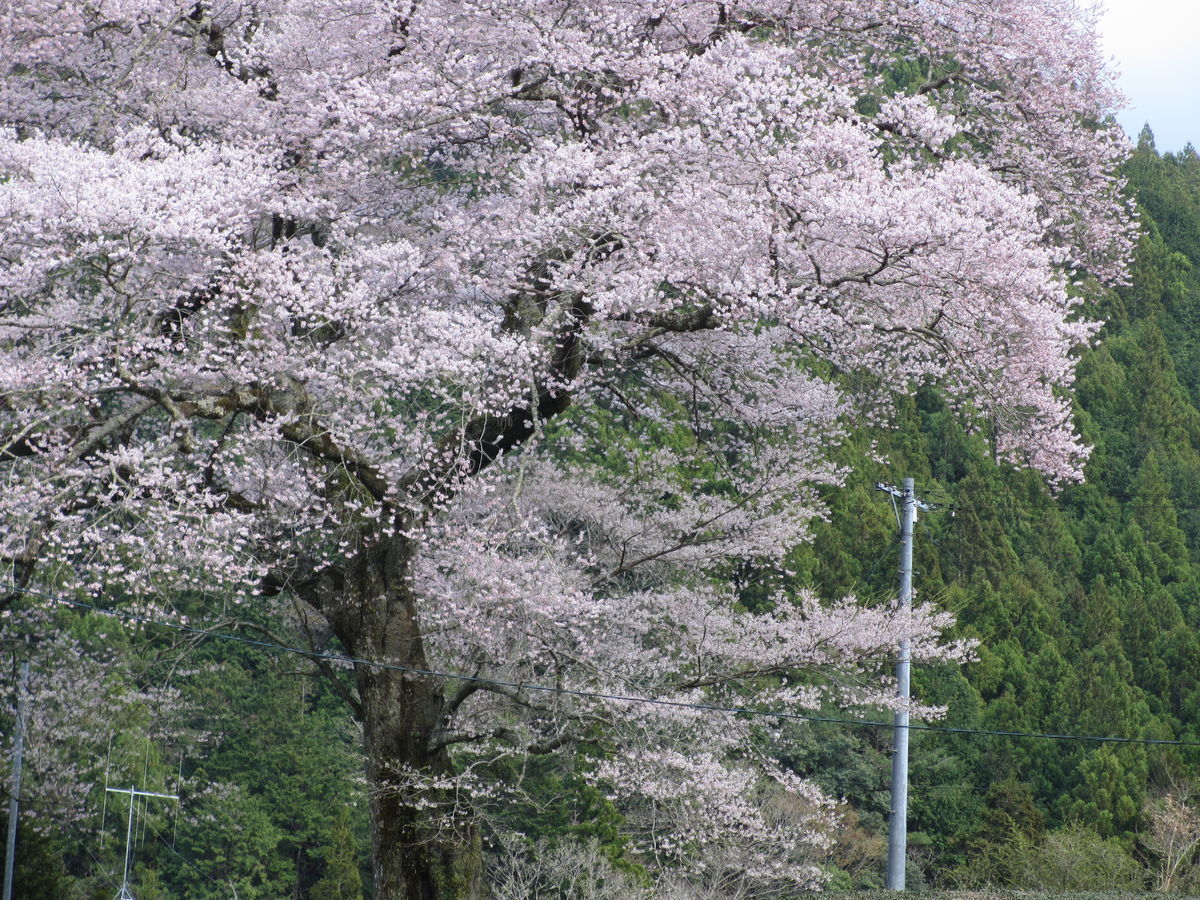 f:id:tyabatea:20190404082651j:plain