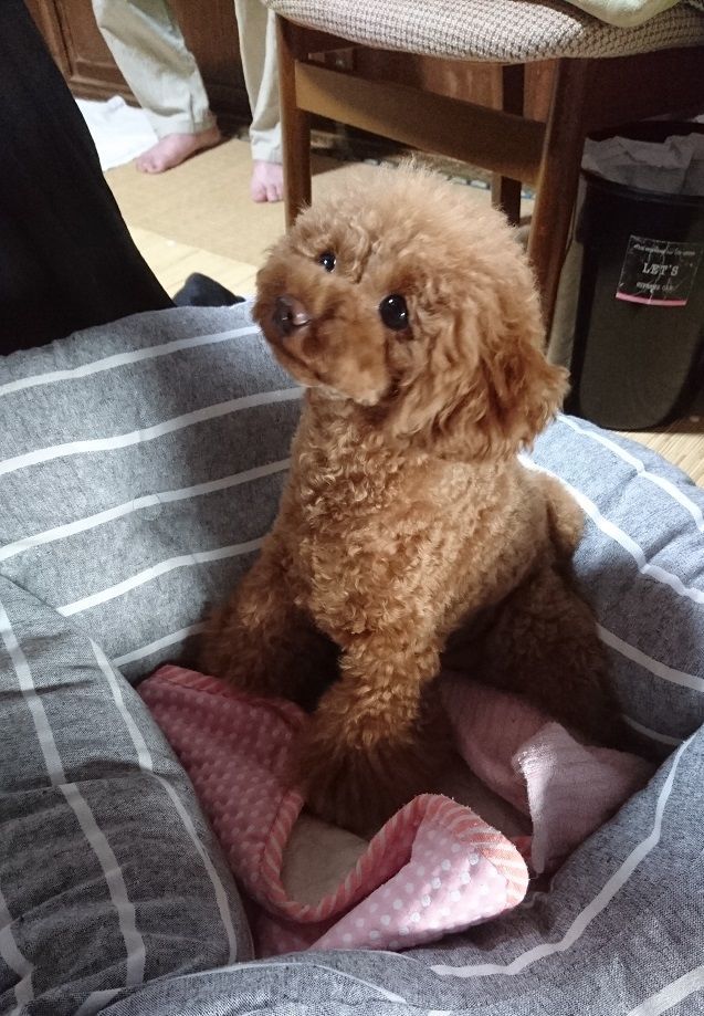 f:id:tyabatea:20190814063634j:plain f:id:tyabatea:20190814063634j:plain
