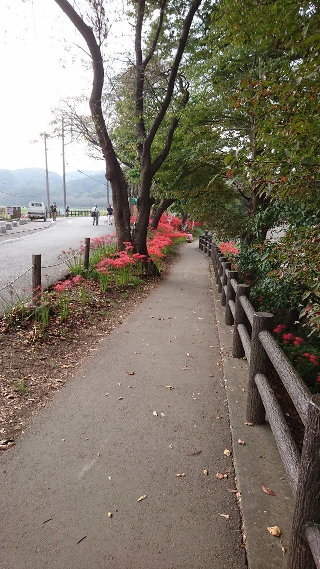 f:id:tyabatea:20191004085956j:plain