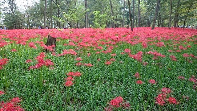 f:id:tyabatea:20191004090347j:plain