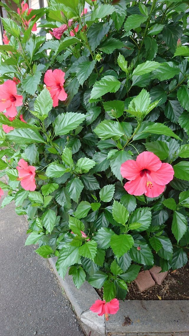 f:id:tyabatea:20200809213154j:plain f:id:tyabatea:20200809213154j:plain