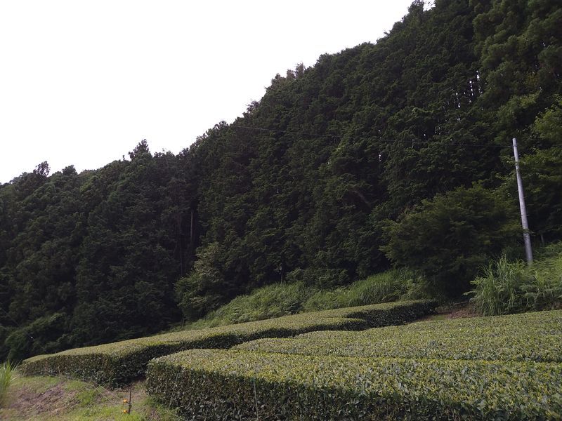 f:id:tyabatea:20210702190425j:plain