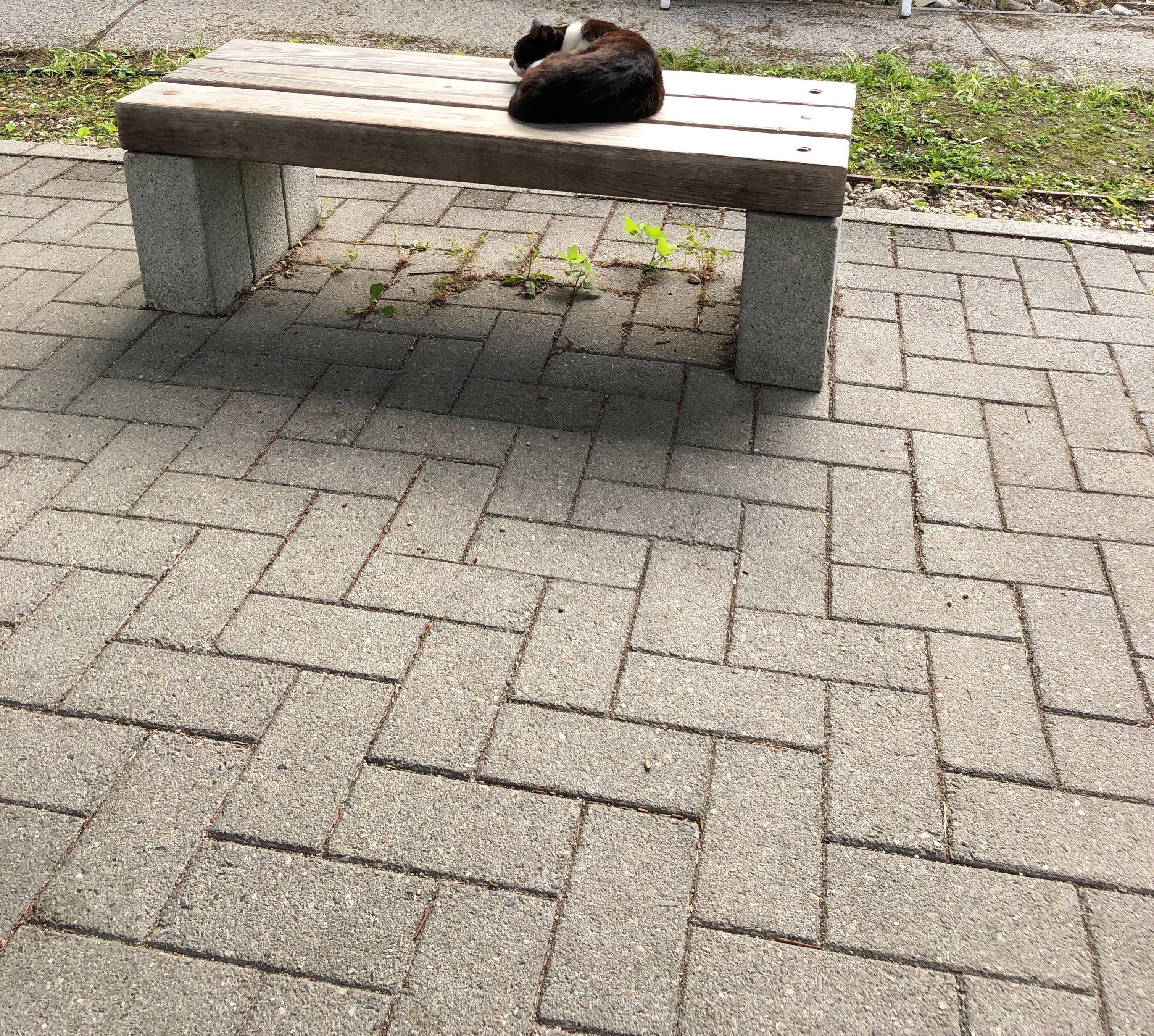 f:id:tyaukon:20190710085335j:image