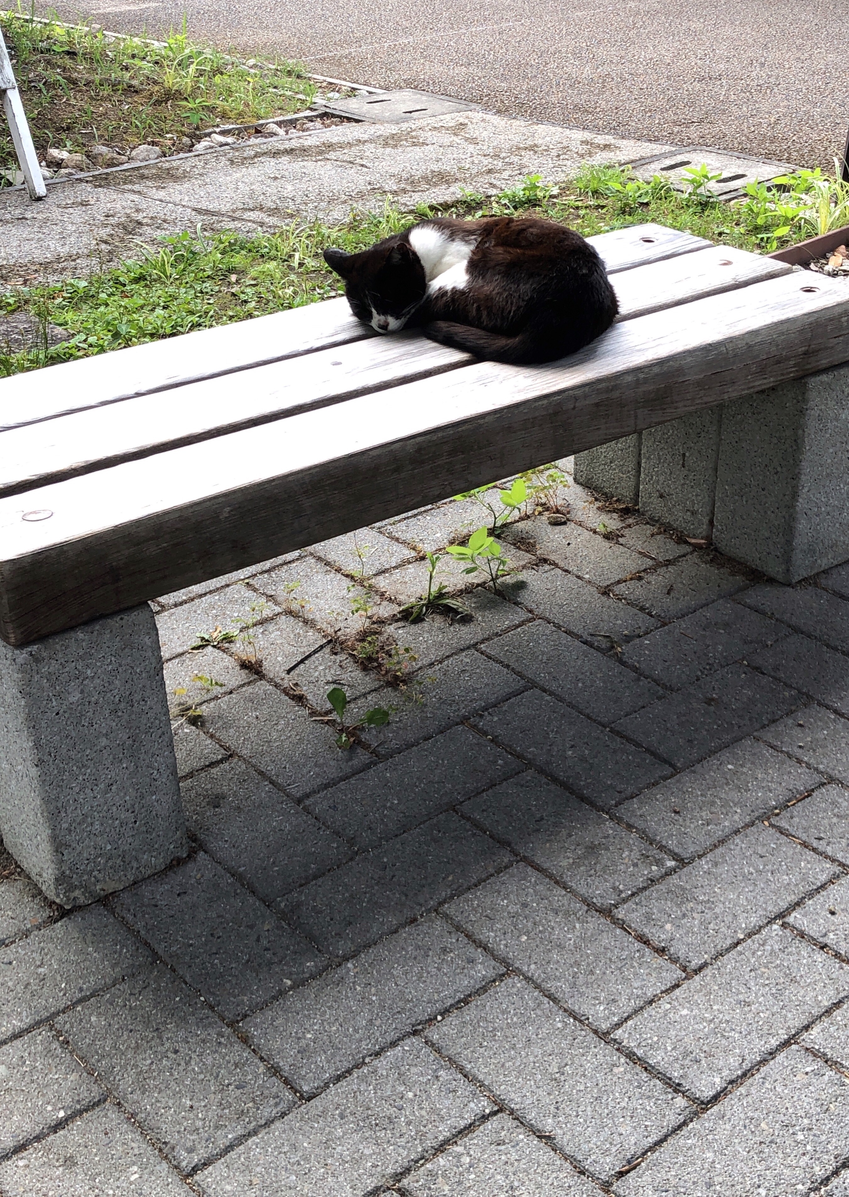 f:id:tyaukon:20190710095216j:image