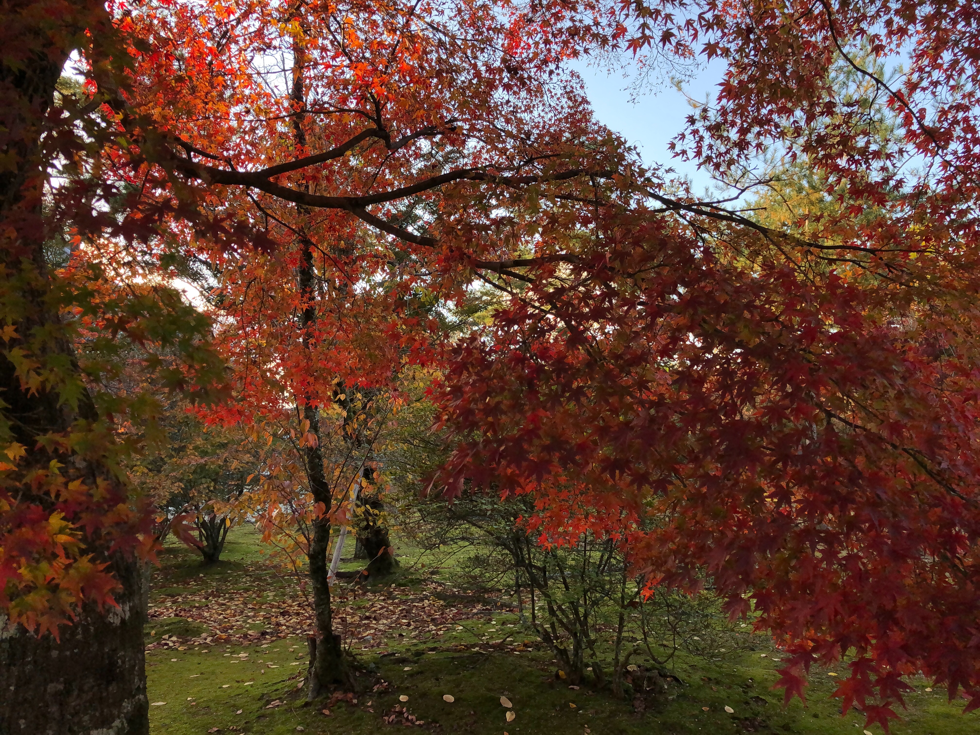 f:id:tyaukon:20191120005406j:image