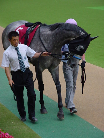 目黒記念で重賞初勝利！ホクトスルタン