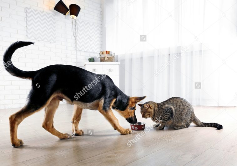 dịch vụ trông giữ chó mèo