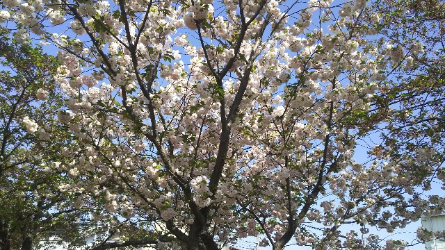 f:id:tyodag:20180410100512j:image f:id:tyodag:20180410100512j:image