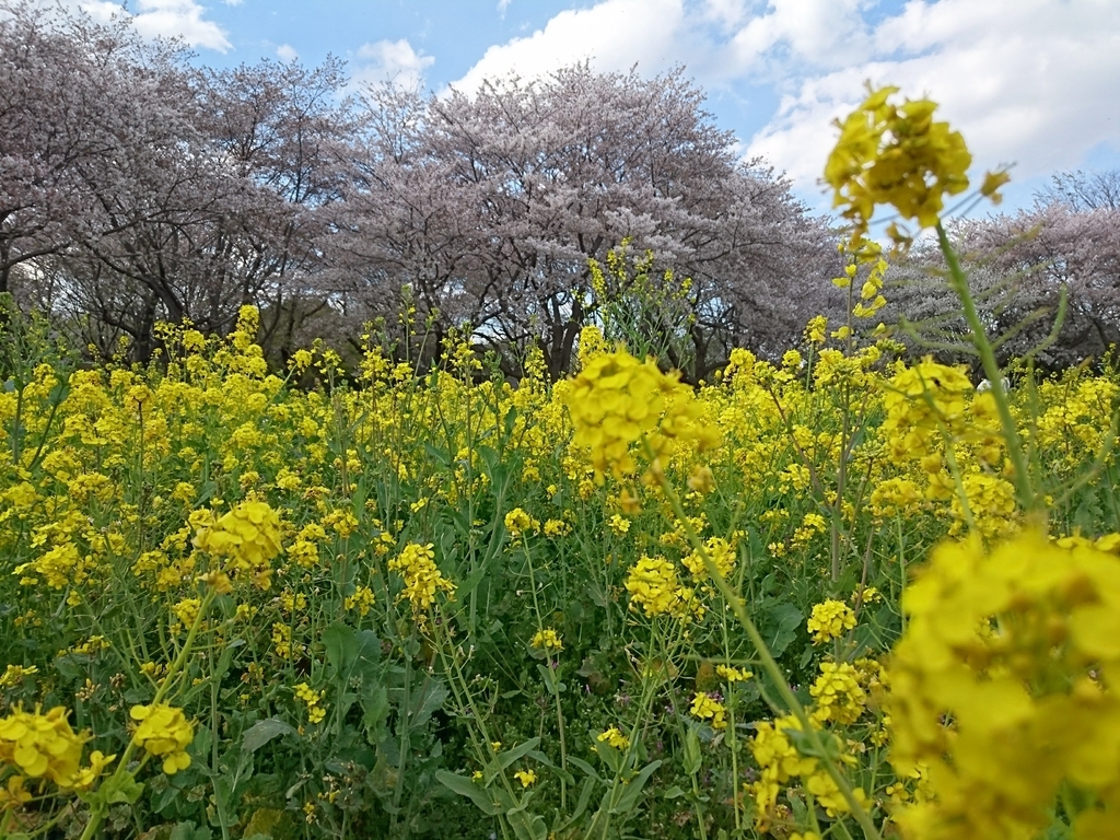 f:id:tyoitabi:20181116161812j:plain f:id:tyoitabi:20181116161812j:plain