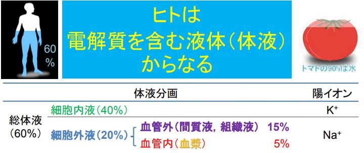 f:id:tyoshiki:20180721101740j:plain