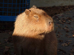 f:id:type-r:20050804231918j:image