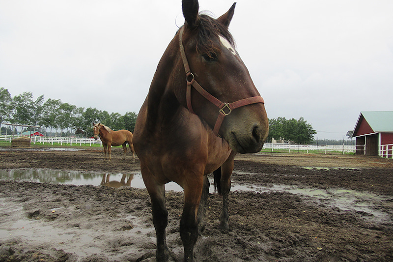 f:id:type1diabetes:20190903155805j:plain