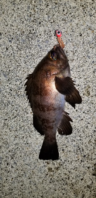 尺メバル デカメバル デカソイ デカカサゴ 青森県産タイプゴールドの釣りと愛車との日々 尺メバル デカメバル デカソイ デカカサゴ 青森県産タイプゴールドの釣りと愛車との日々