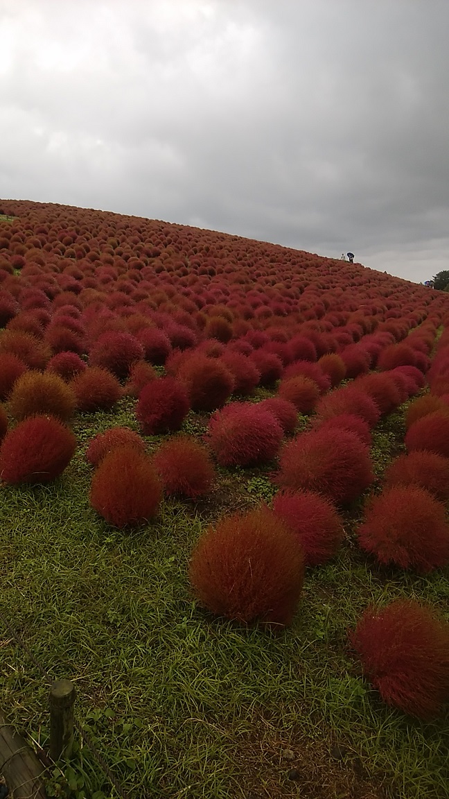 f:id:typology-mew:20220130093018j:plain