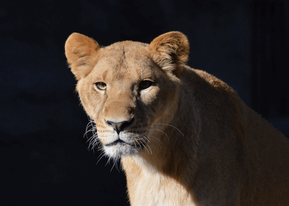 f:id:tysat1103:20170125224011g:plain