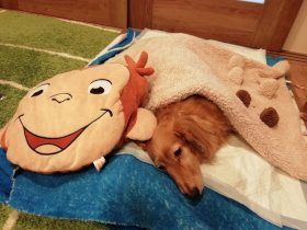 f:id:tysat1103:20190206150443j:plain f:id:tysat1103:20190206150443j:plain