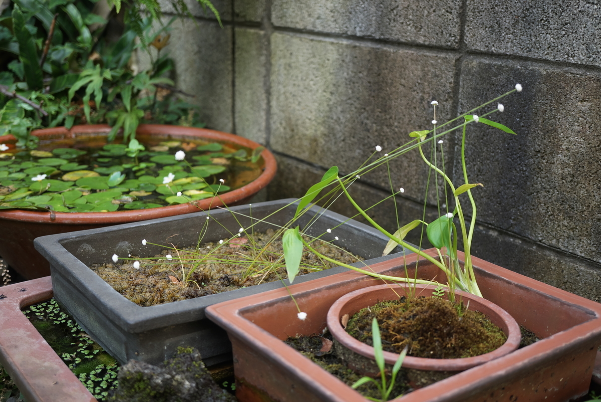 f:id:tyuito:20190916160059j:plain