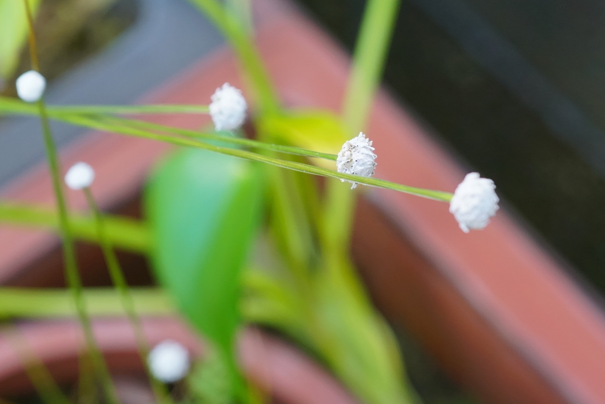 f:id:tyuito:20190916160503j:plain