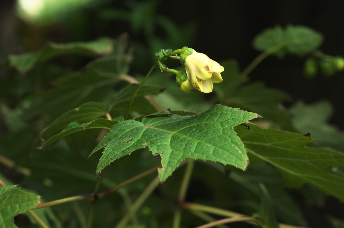 f:id:tyuito:20190916161640j:plain