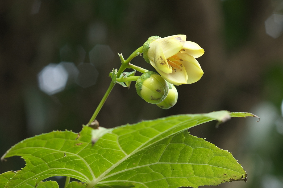 f:id:tyuito:20190916162356j:plain