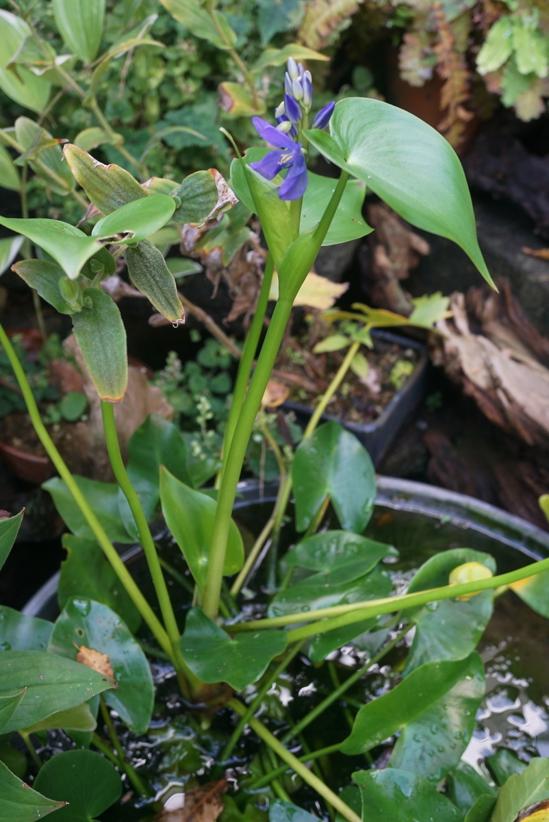 f:id:tyuito:20190923165416j:plain f:id:tyuito:20190923165416j:plain