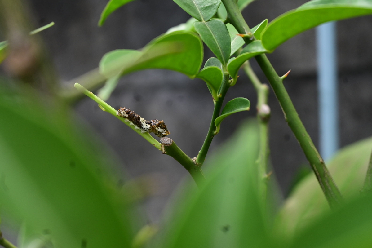 ナミアゲハの幼虫 ナミアゲハの幼虫