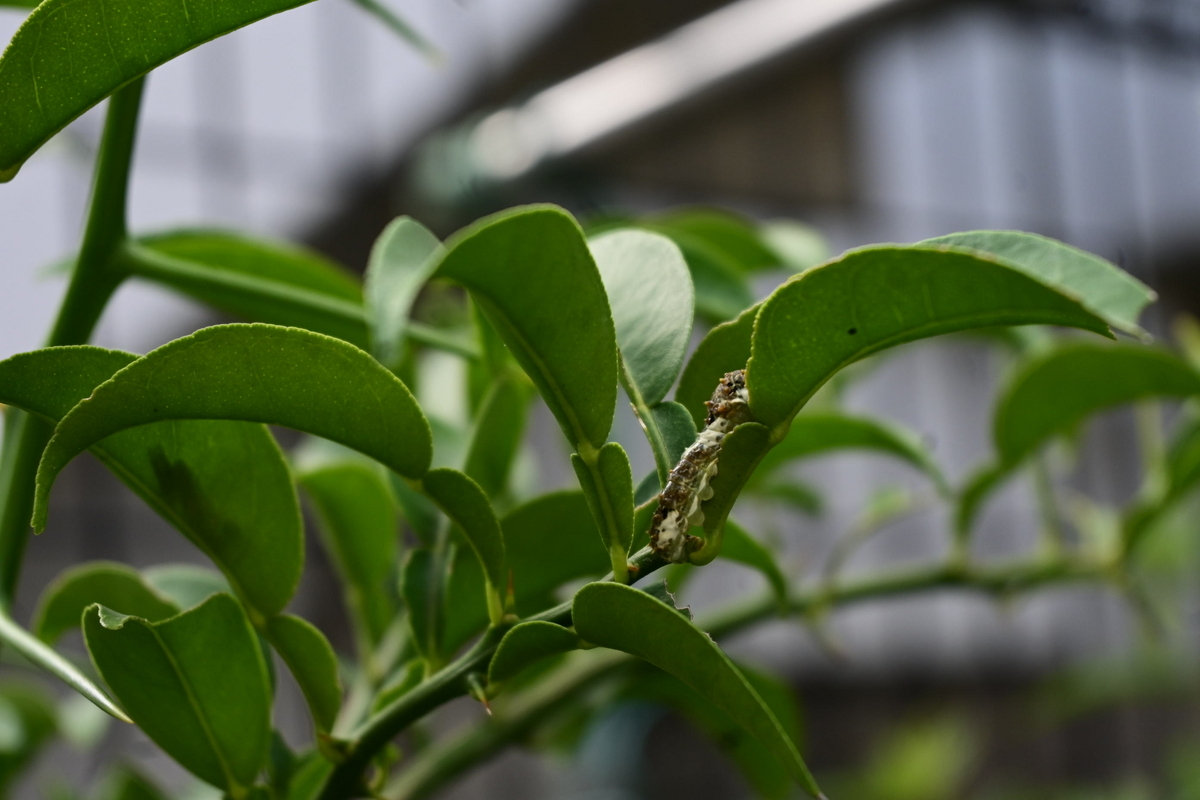 ナミアゲハの幼虫 ナミアゲハの幼虫