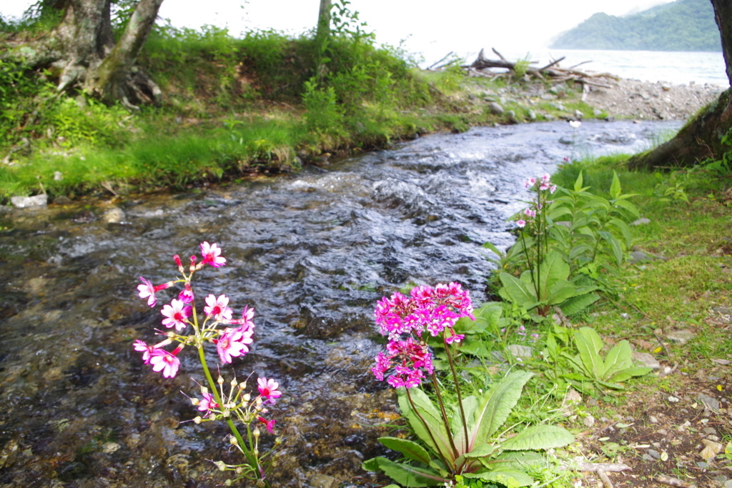 f:id:tyukisenkurinso:20180620161634j:plain f:id:tyukisenkurinso:20180620161634j:plain